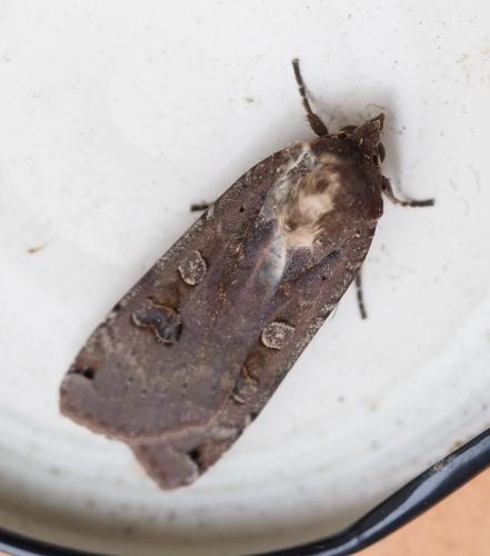 Noctua pronuba